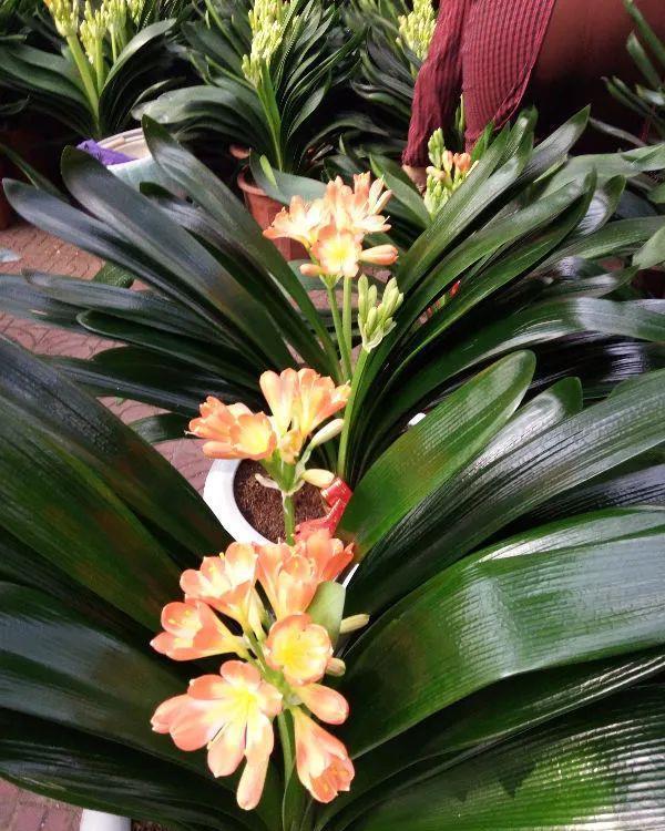 花市买的花,为啥养不活,原因就是这样