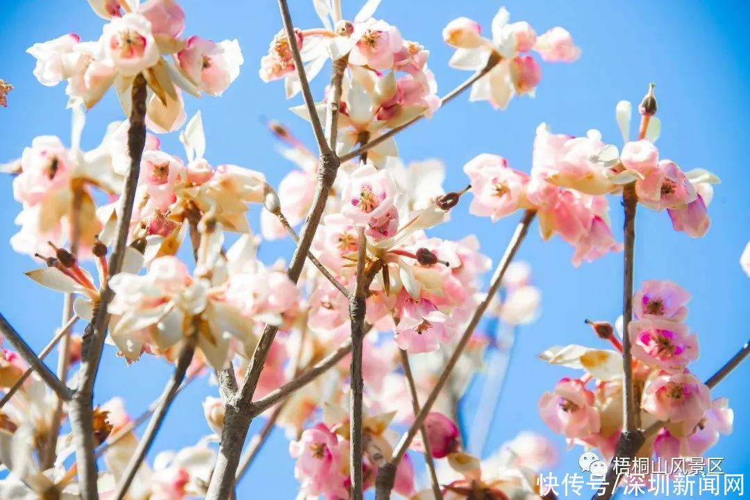 教堂|错过等一年！梧桐山最美花海盛开，漫山遍野一片粉