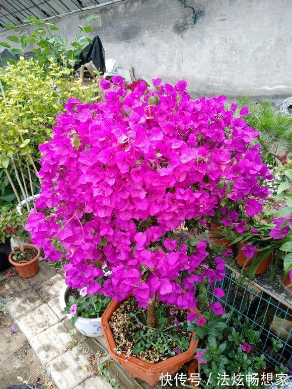 高手的扦插玩法,把以下三角梅养得这么好,只见开花不见叶