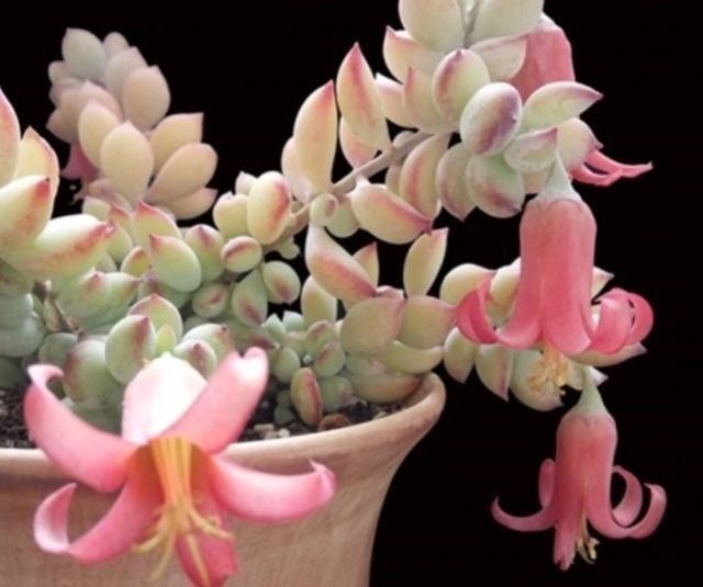 阳台上|有个飘窗小阳台，就养这2种带香味的多肉就够了，满屋子都是香味