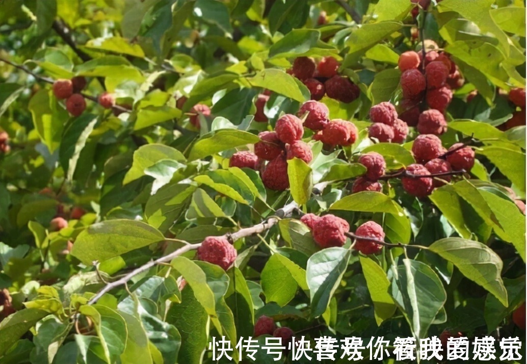 柘树长得不起眼,为何却能和紫檀齐名,还被称为“帝王木”