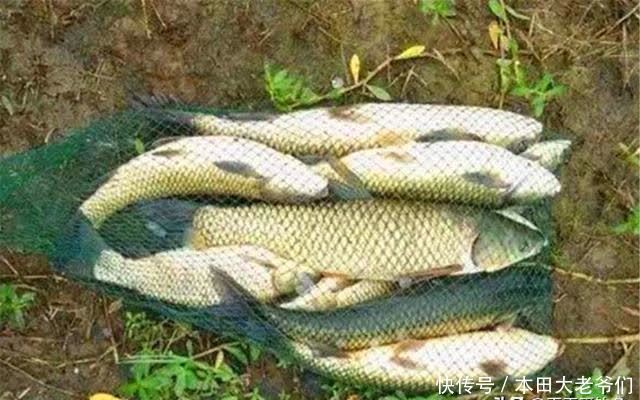 晚春时节,草鱼开始好钓,用这些嫩玉米饵料配方,饵料更对口