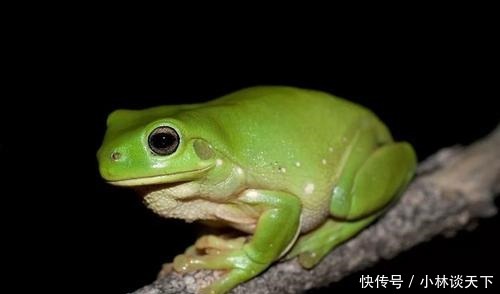 世界上最可爱的青蛙 体形肥硕受人喜爱 寿命高达16年 快资讯