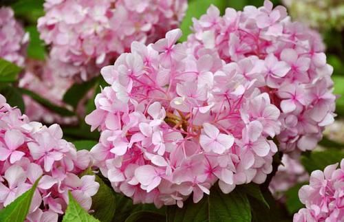 养花试试这几款，花色多样，耐人欣赏,满室飘香