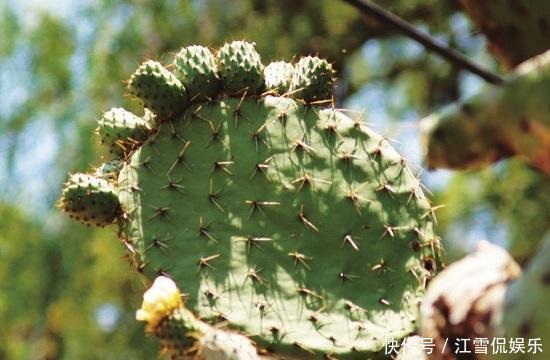 崽子|养了十多年,仙人掌都不变样,狠心来一刀,突然爆发开始猛长