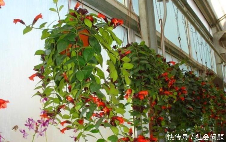 占地|吊起来养的“4种花”,好看好养不占地,一次开出200朵,美