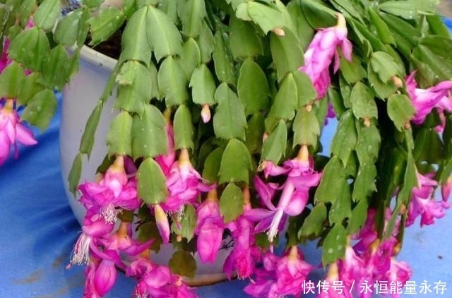 蟹爪兰|蟹爪兰这样养年年开花上百朵,最全蟹爪兰养护指南,快收藏!