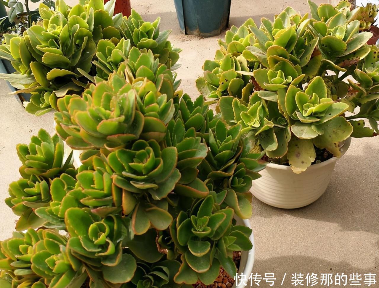 花卉|夏天养花,别犯3个错,避免黄叶烂根,过不去夏