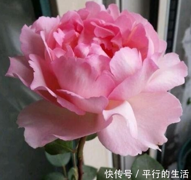 钟花|4种花养了就爆盆，好养易活开花漂亮，阳台一直都是“小花园”！