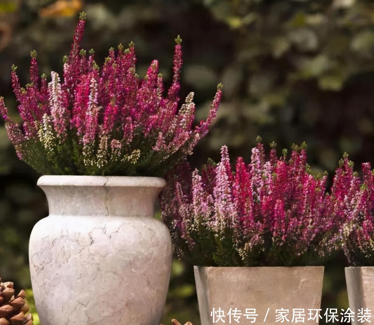 6种“冷艳”花,就爱寒冬开,越冷越娇艳,雍容又华丽