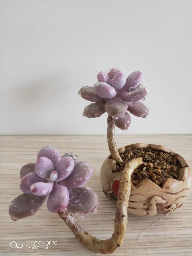 状态一般的多肉们，在我这儿已经是最美的存在了！