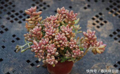 养这3种多肉赚大了，它们最喜欢爆盆，挂着养更是成串生长