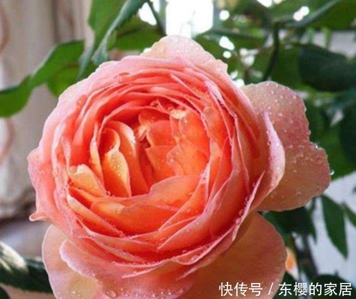 瑞典女王|养花就养这几款,高贵美丽,比玫瑰美,比牡丹艳,四季开花