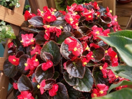 此花小巧玲珑且优雅大方,花期长达一整年,象征着幸福和智慧