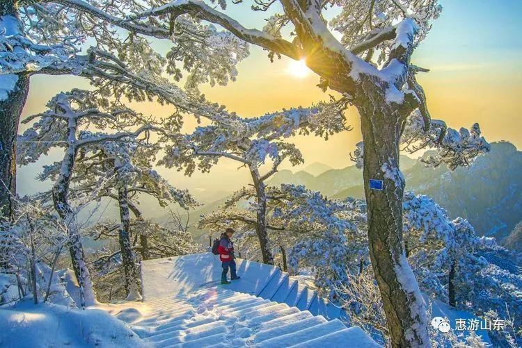 泰山银装素裹后石坞，雪松玉树赛仙境！