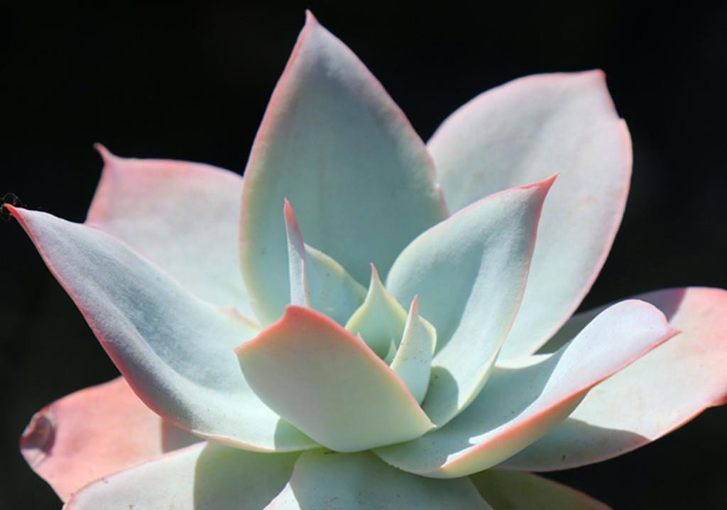 小美|买回家时还是小美肉,养不久就变成了小丑肉?从这些方面找找原因