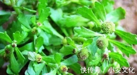 野草|农村的“猪屎草”，竟是鼻炎的“克星”，用上2天就见效