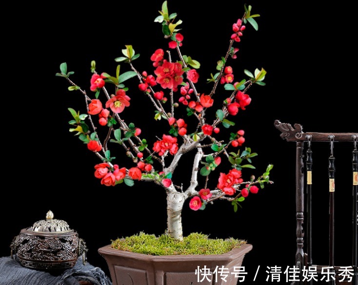 吉祥花|3种“老花树”,能活一百年,冬天不怕冷,开满“吉祥花”