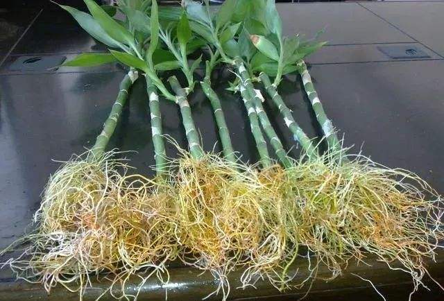 富贵竹不生根这种“液体”泡10天,冒出一圈小白根,再不黄叶