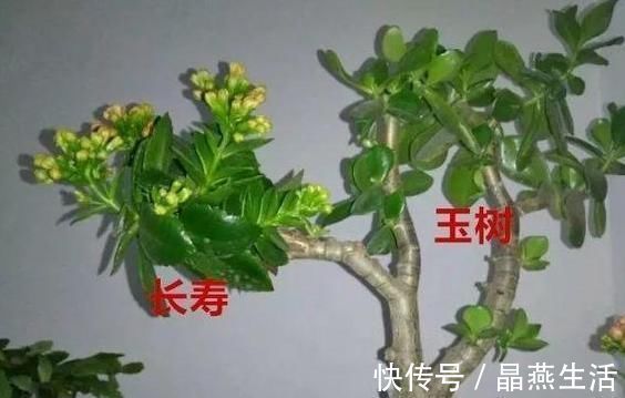 老桩|长寿花老桩怎么养狠下心,撸光“叶子”晒一晒,轻松就能完成