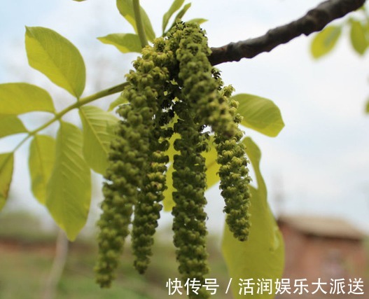 野菜|农村称它为“长寿菜”,是山区里的家常菜,晒干后城里68元一斤