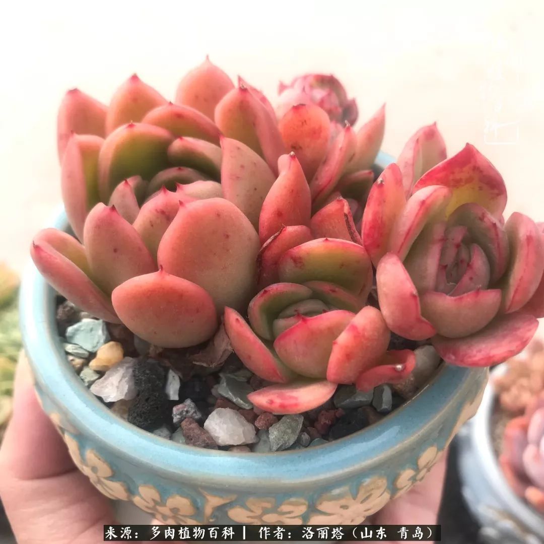 我和我的“多肉恋人”，怎么样有没有惊艳到你！