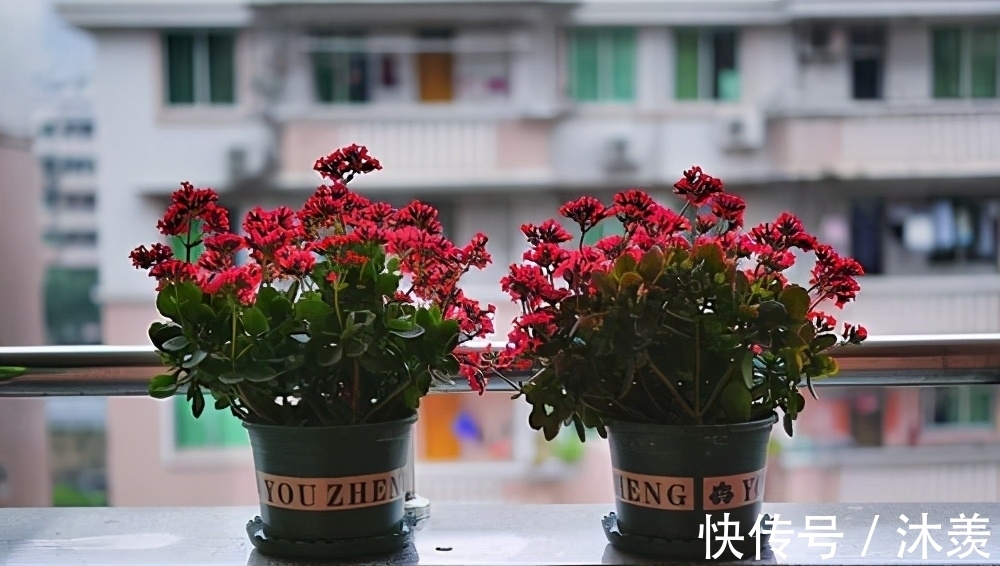 长寿花光长叶不开花,是什么原因,该如何处理呢?