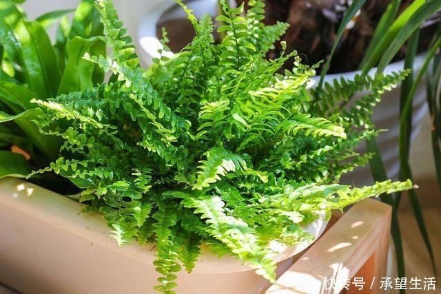 龟背竹|3种“大气花”越热越长个,新叶呼呼窜,室内百搭花,越长越高雅