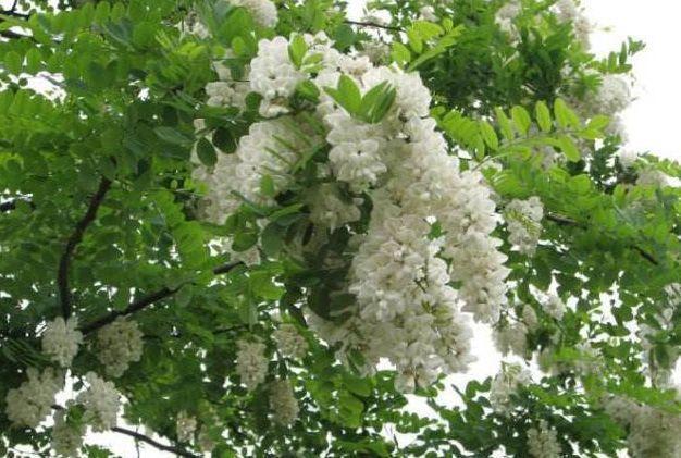 洋槐花|聪明女性常食四种食物,淡化色斑,润肤美白,皮肤更加水灵