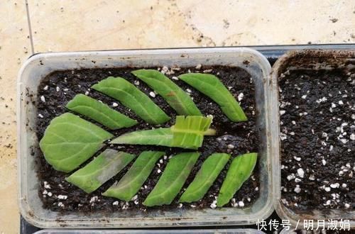 这花繁殖超快,叶子随便切碎,扔盆里就能冒出一堆花,太强悍了