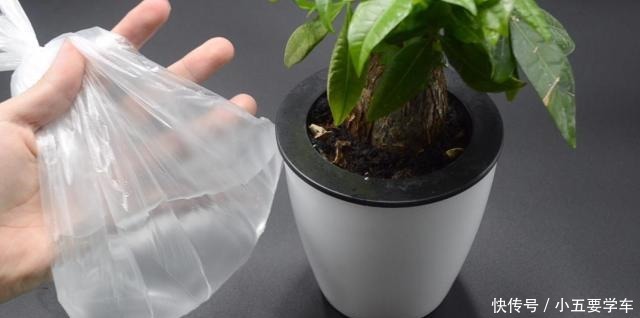 家里有养花的抓紧看看,学会这招,不烂根不生虫,花草越长越茂盛!