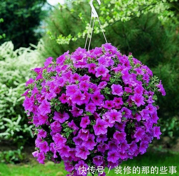 养花试试这几款，耐寒又耐旱，搭配篱笆栽培，特别迷人