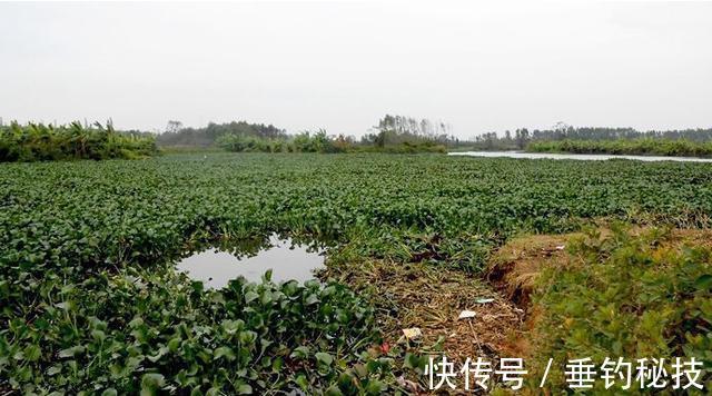 天一冷，都在钓草洞，殊不知草洞的学问还不少，一般人可不晓得