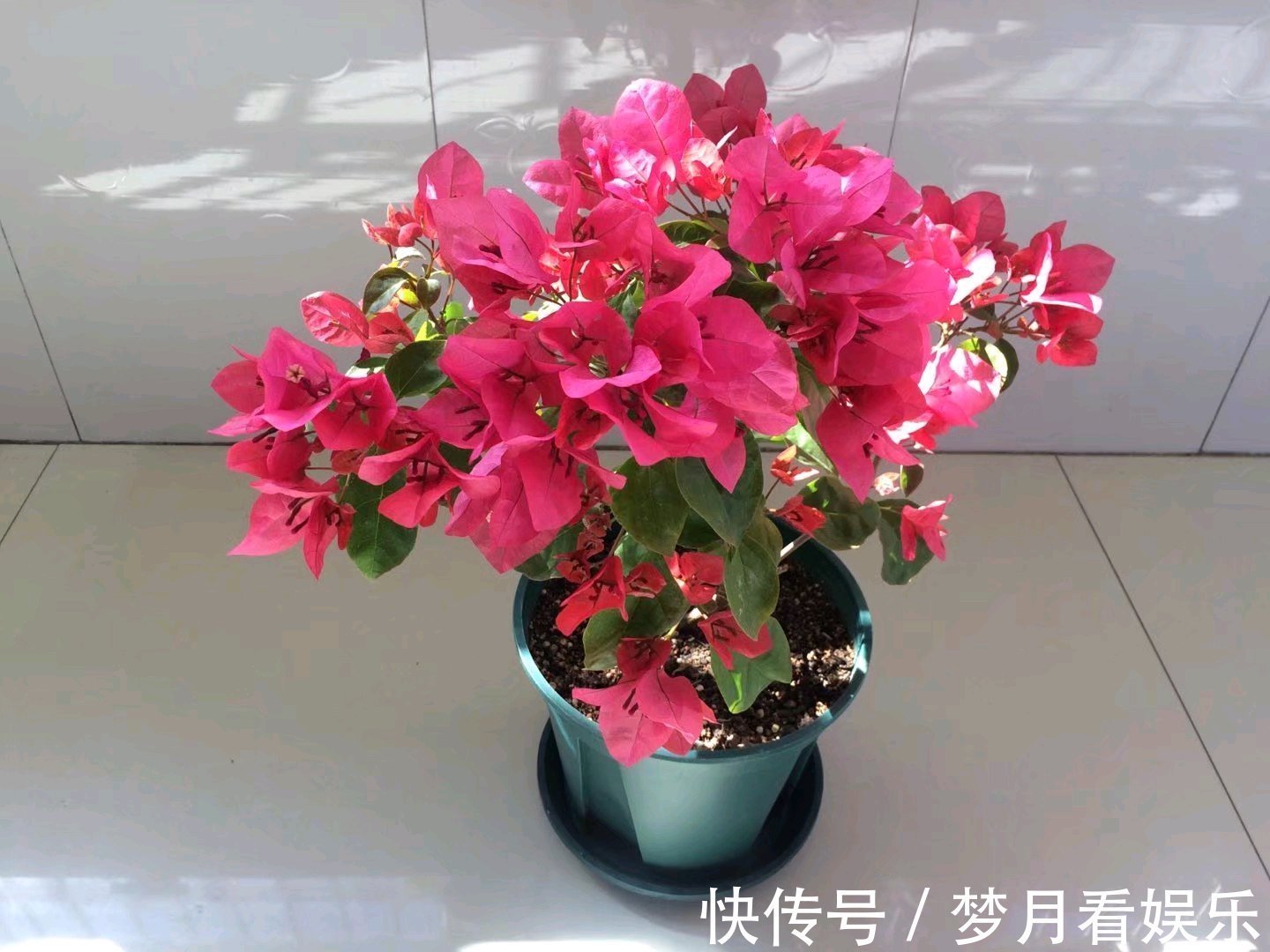 天气|夏季养花选这款,天气越热,花开越美,花期长,能给你一片花海!