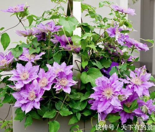 种花|有个院子别只会养月季花,种下3种花,皮实好养开花旺,做法高