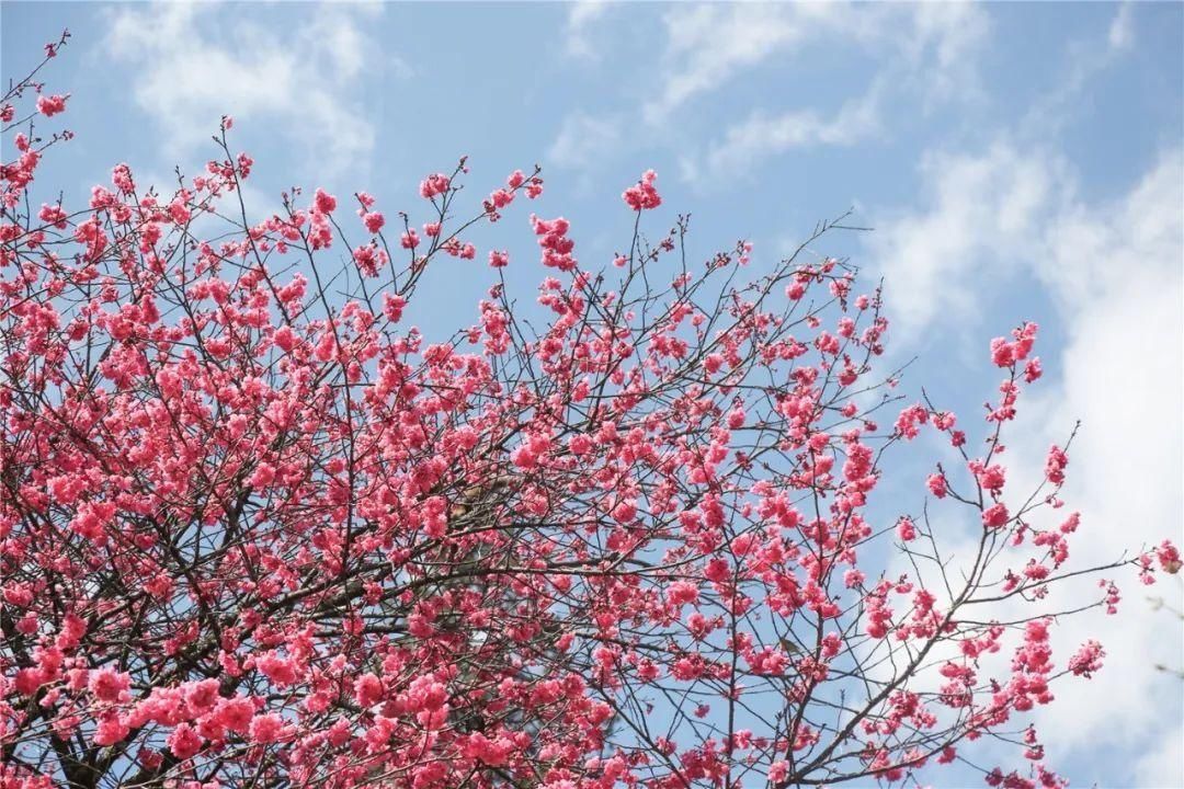 中年|春季踏春 旧州古镇在等你