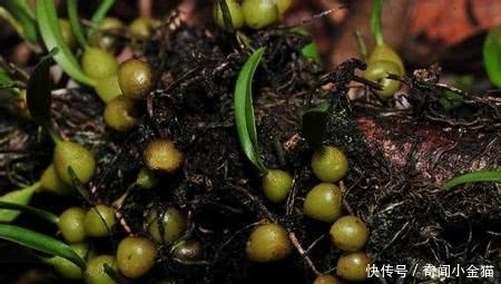 花朵|为什么有些植物喜欢在夜里开花，盘点一些夜间开花的植物！