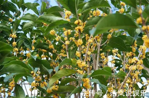 祛除|桂花不仅可以吃，还有药用价值，现在知道还不晚