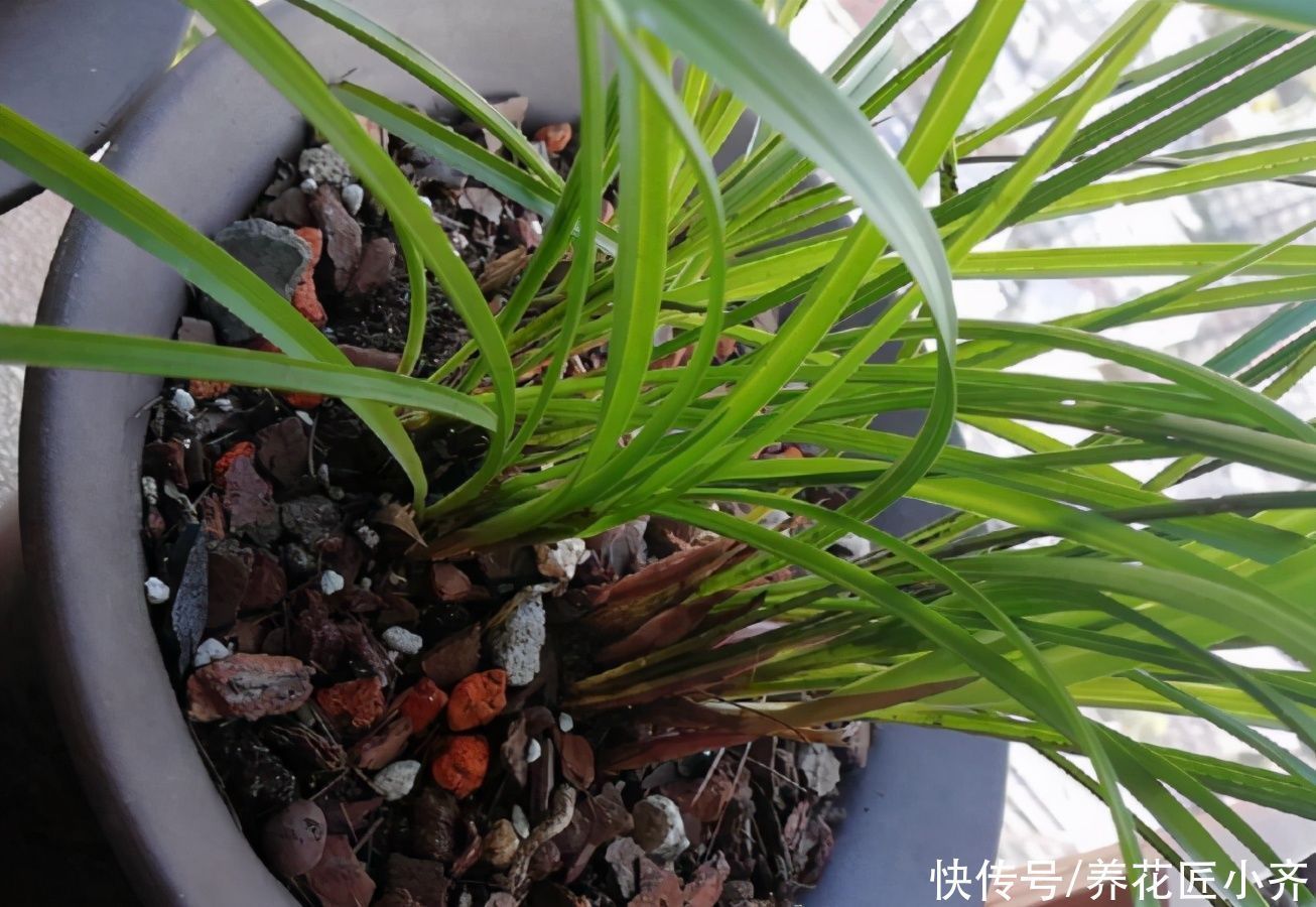 多菌灵|买到兰花上盆,“一剪一泡”不能少,栽上才能根系壮,不烂根