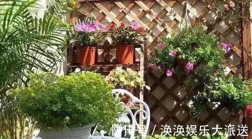 养花修剪“学问大”,老花匠教你怎么修剪,才能突突冒花!