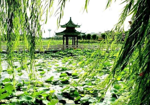 在家制作“催花液”，每个月用一点，花苞枝条猛窜，真耐看！