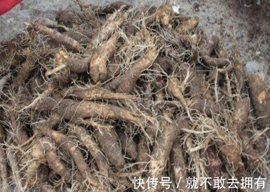 山胡萝卜|人称“山胡萝卜”，过去是普通野草，其实是精品野菜，一斤40元
