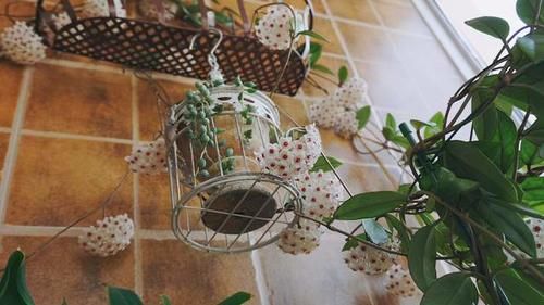 3种喜阴花,摆在北阳台,少晒太阳,少管它,阳台上开满了花