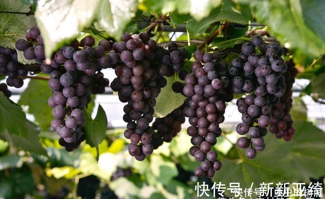 营养物质|常吃葡萄,好处多多,但切莫与一物同食,为了健康要早点了解