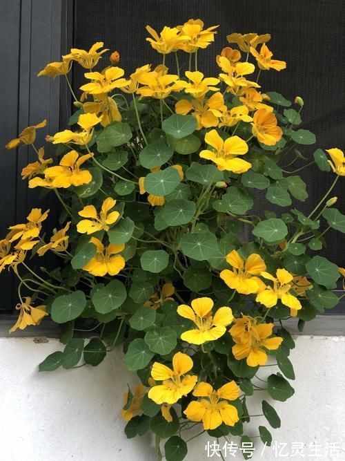 盆栽花|世界名花“旱金莲”,优秀的室内盆栽花,家里养一盆,四季有花看