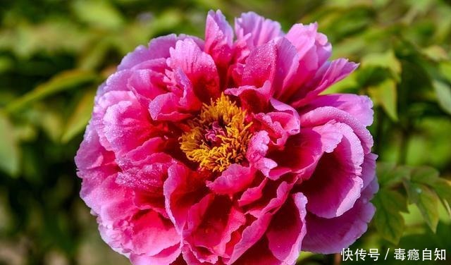 这些花草别买,商家想方设法让你花钱,实物真的太假了!