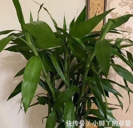 富贵竹总黄叶,离不开3个原因,夏季这样养,叶片绿油油的