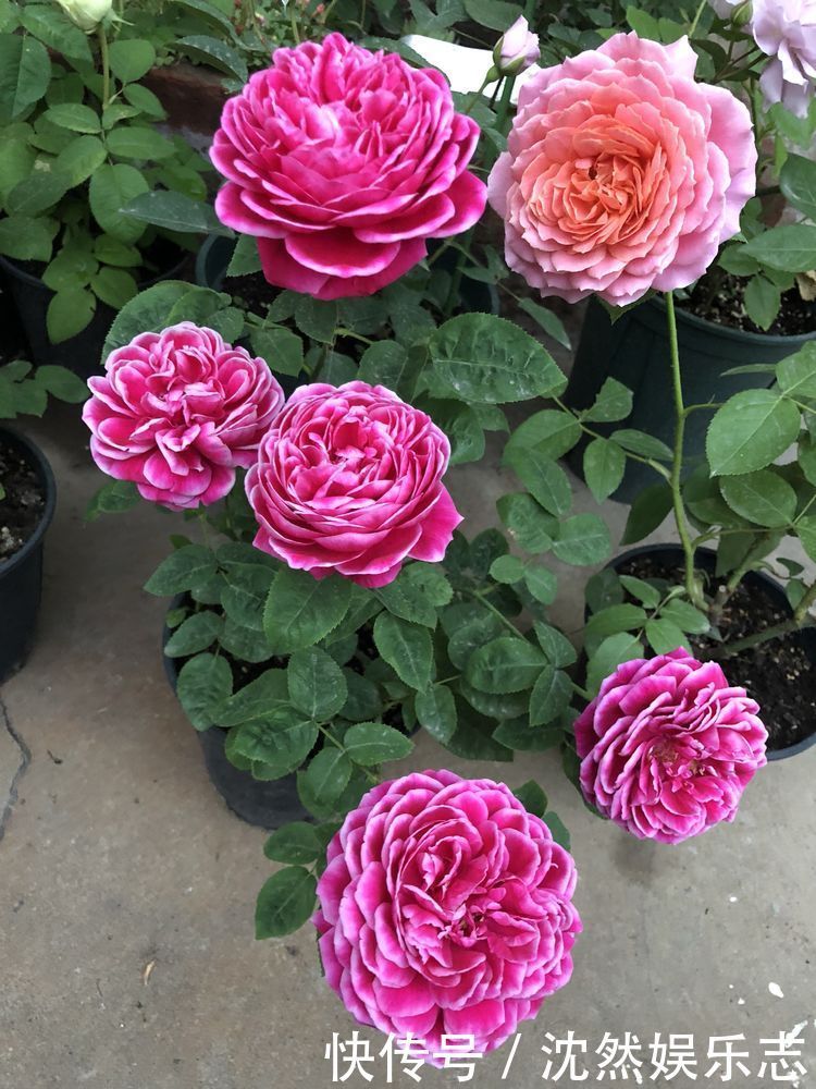 菊花|喜欢菊花 ，不如养“玫瑰精品”土星王阳台，丰腴婀娜，姿容高雅