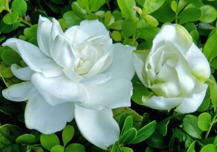 几种花是花中劳模,一年四季开花不断,花期长花量大,花友都喜欢