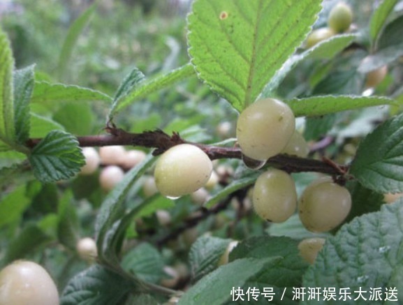 改善|有种水果父母要舍得常买给孩子吃,能保护牙齿,还能改善孩子近视